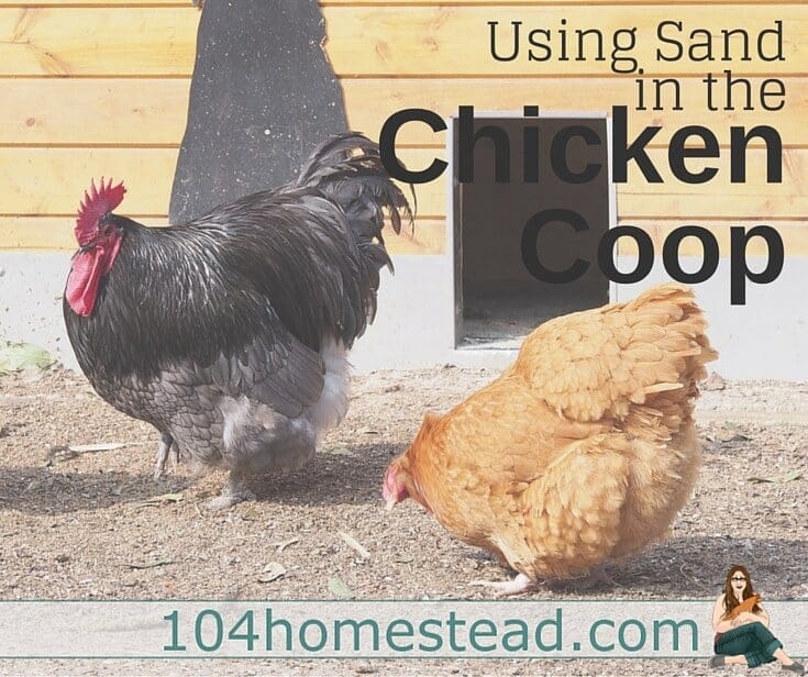 Sand is becoming a very common coop bedding and it's easy to see why. Sand has so many benefits and when used properly, I think it's a bedding that you wont regret using.