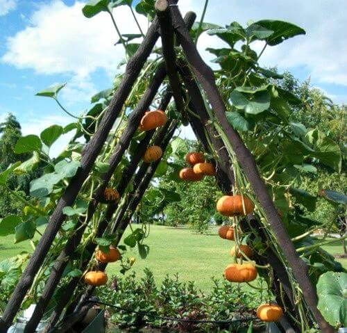 A neat way to grow pumpkins in a small space.