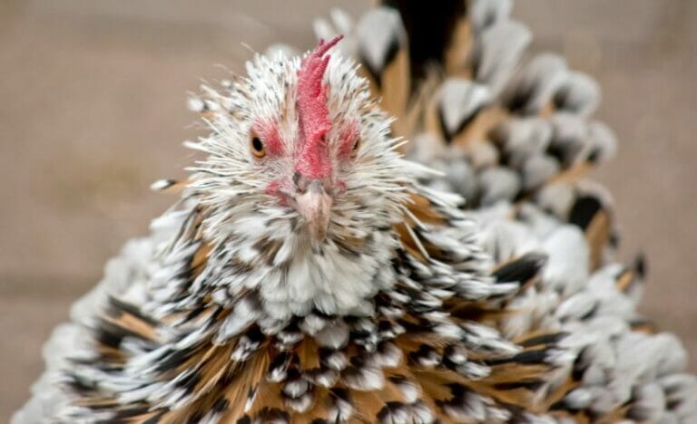 Fluffy Magic: The Adorable World of Frizzle Chickens