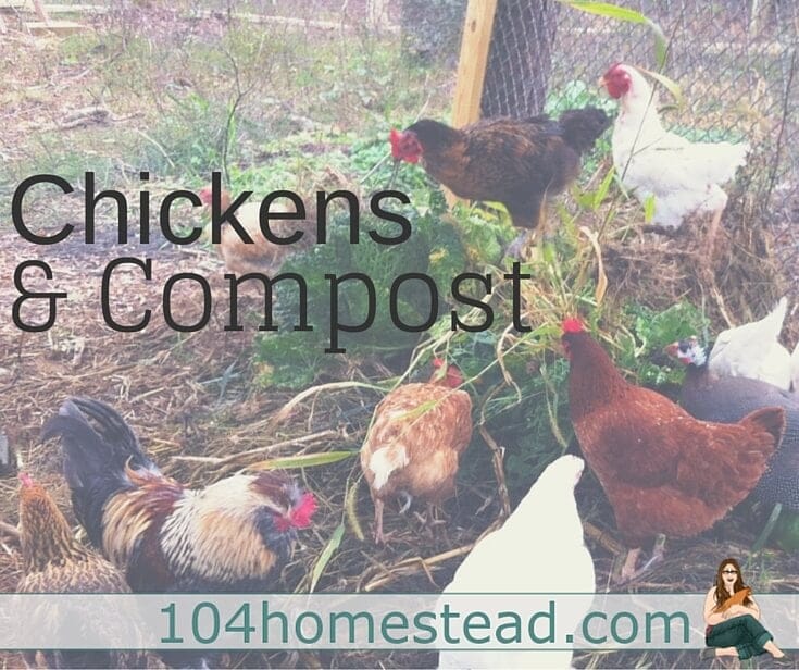 Like peas and carrots, chickens and gardens belong together (though not occupying the same space). Chickens want to work. Why not harness that natural instinct?