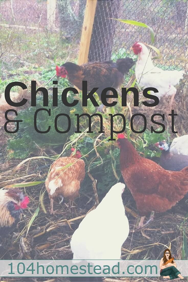 Like peas and carrots, chickens and gardens belong together (though not occupying the same space). Chickens want to work. Why not harness that natural instinct?
