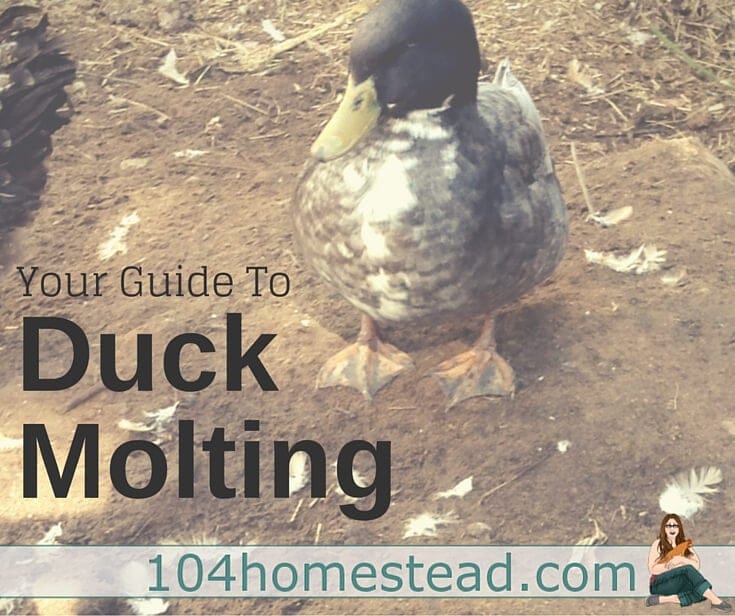 Ducks actually have a couple of molting phases and each one looks different. The effects are most obvious in drakes. Spring, summer and fall molts.