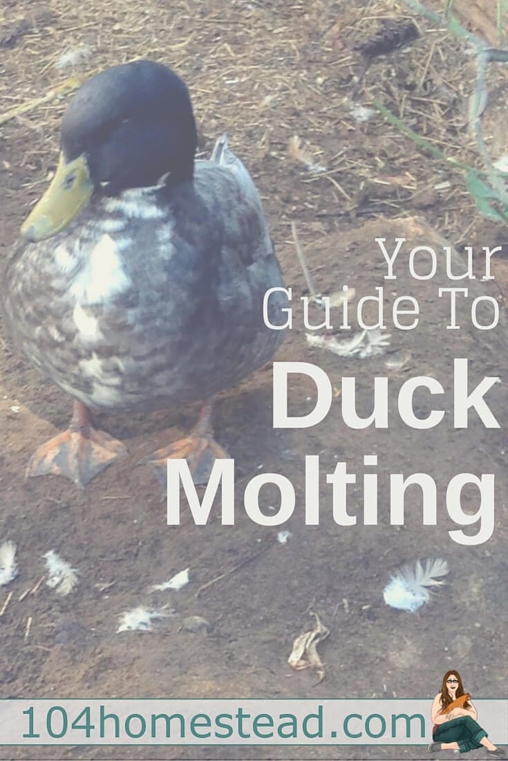 Ducks actually have a couple of molting phases and each one looks different. The effects are most obvious in drakes. Spring, summer and fall molts.
