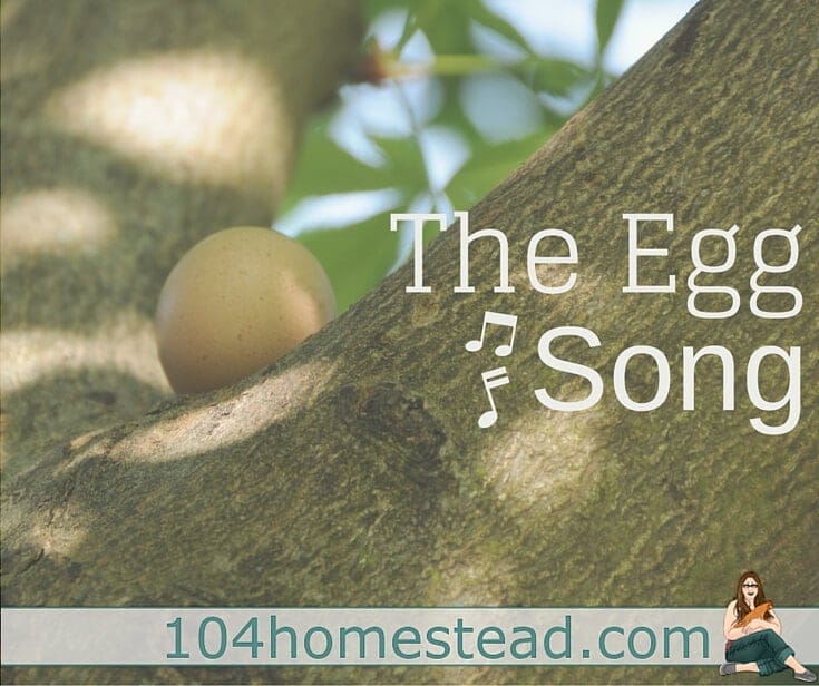 Why a hen sings after laying an egg and what the Egg Song sounds like. It will be music to your ears when you get your first chickens.