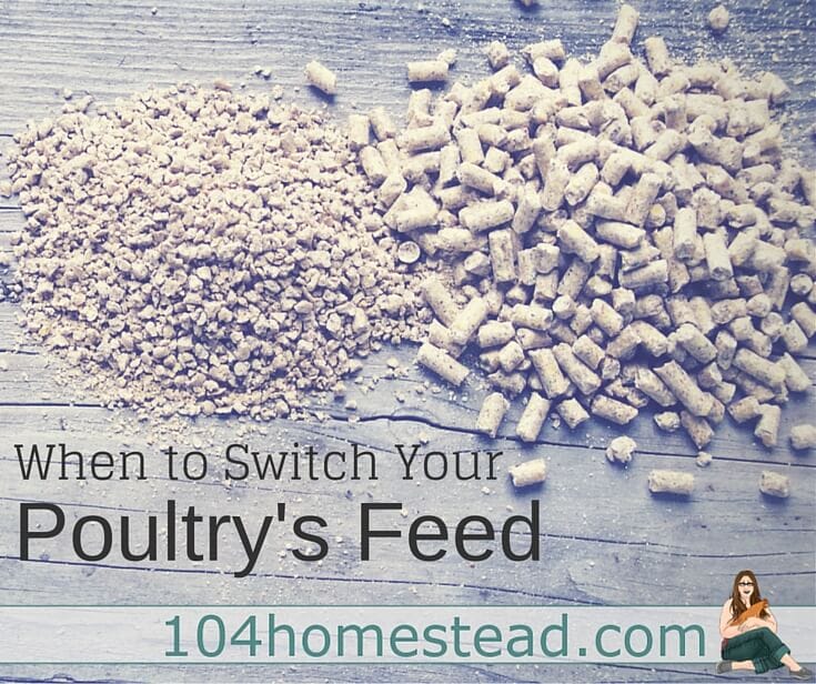 You might be wondering when is the right time to switch to the next stage of feed. Timelines for those using commercial feed. Plus, feeding roosters, drakes, toms.