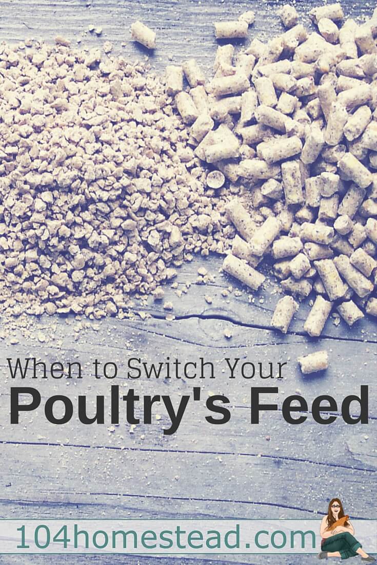 You might be wondering when is the right time to switch to the next stage of feed. Timelines for those using commercial feed. Plus, feeding roosters, drakes, toms.