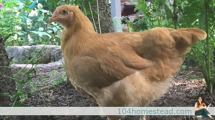You might be wondering when is the right time to switch to the next stage of feed. Timelines for those using commercial feed. Plus, feeding roosters, drakes, toms.