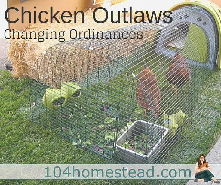 With people's desire to eat local and know where their food is coming from, farms are popping up all over. Kathy Mormino is making headlines in her battle to keep chickens.