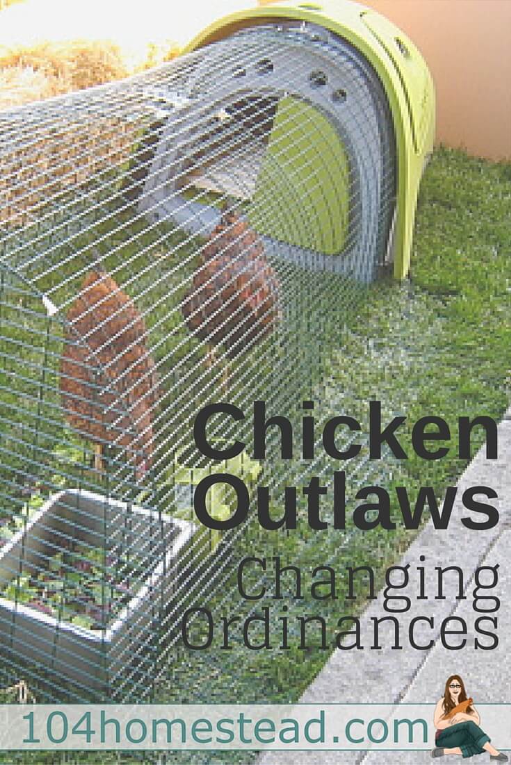 With people's desire to eat local and know where their food is coming from, farms are popping up all over. Kathy Mormino is making headlines in her battle to keep chickens.