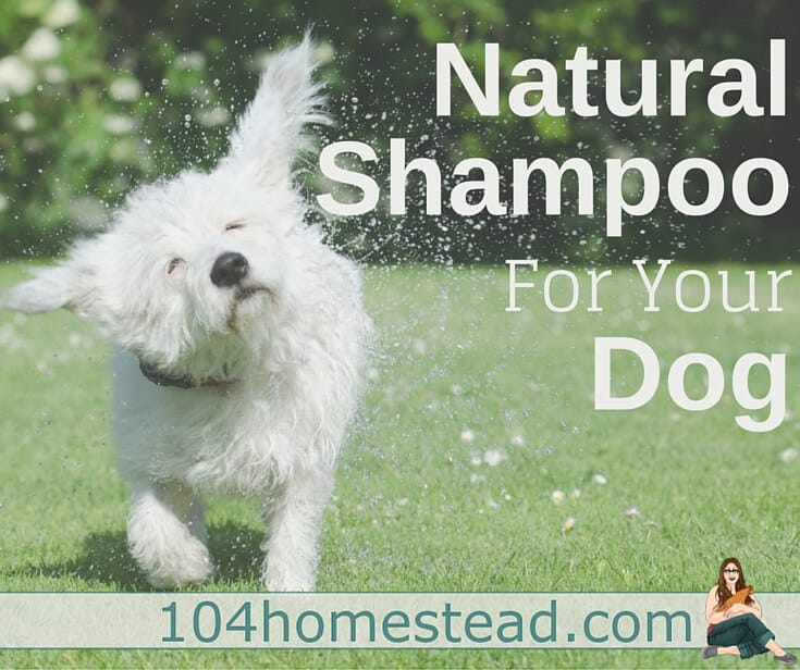 diy dog shampoo for shedding