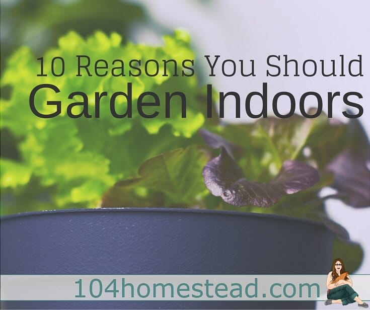 10 Fabulous Reasons to Garden Indoors