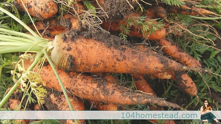 Not everyone has a full open area to grow their produce, but there are actually a lot of garden vegetables to grow in your shaded areas. Here are just a few.