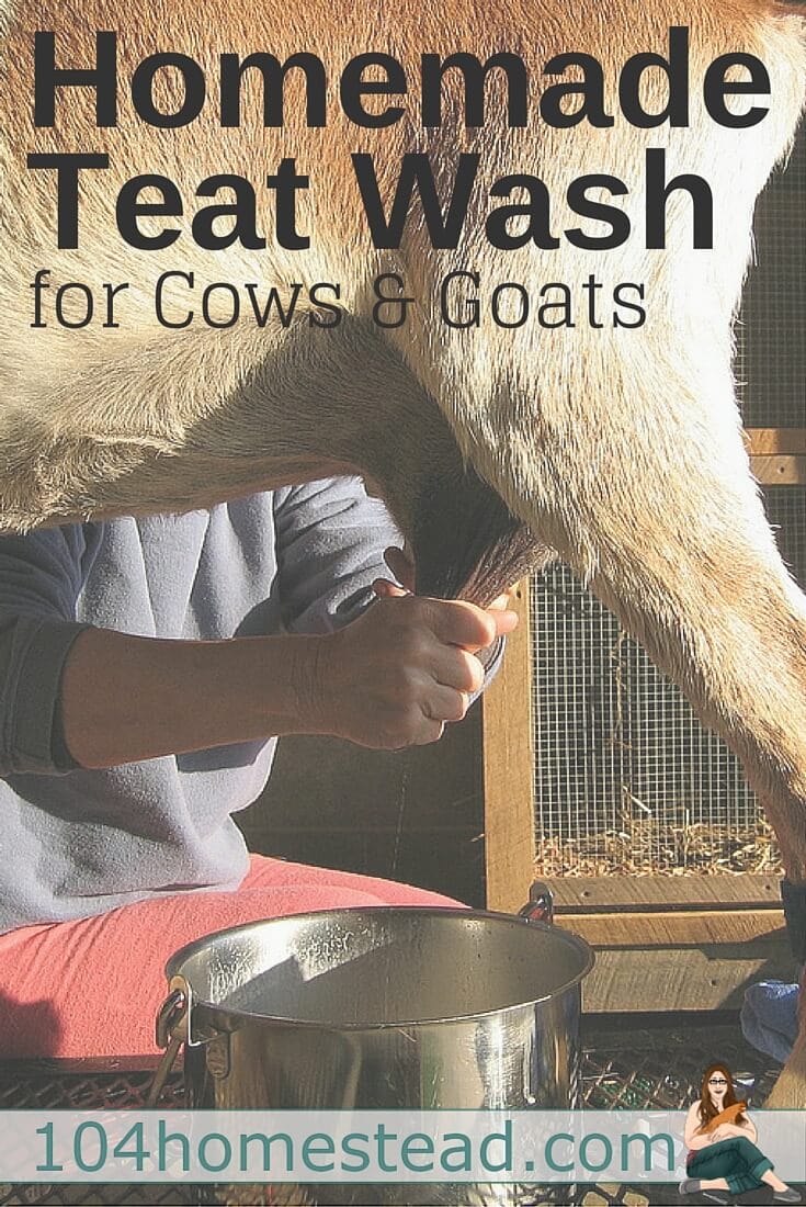 Try this homemade udder and teat wash for goats and cows. It contains no harsh ingredients like bleach, but still does the tough job of commercial cleaners.