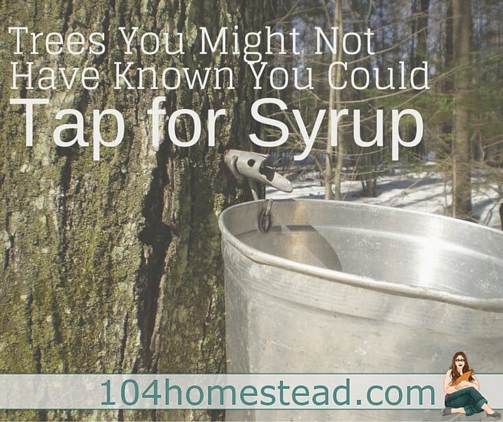 You can tap many types of trees for syrup. The list is quite long and includes all varieties of maples as well as walnuts, birches, sycamores and ironwoods.