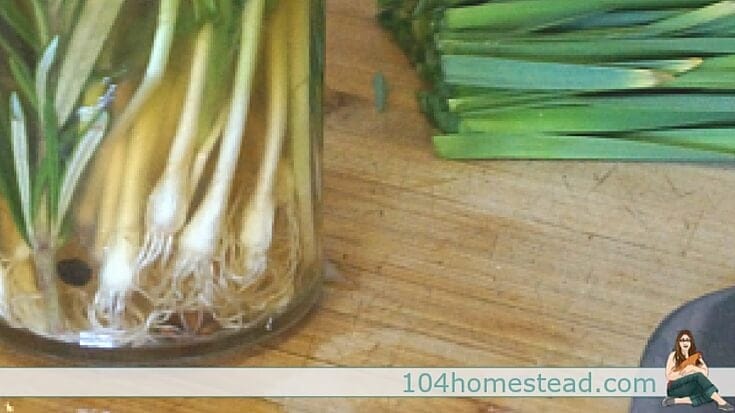 This lovely honey-rosemary brine gives a wonderful flavor to not only wild onions, but to garlic cloves, sliced shallots, green onions and other vegetables, as well.