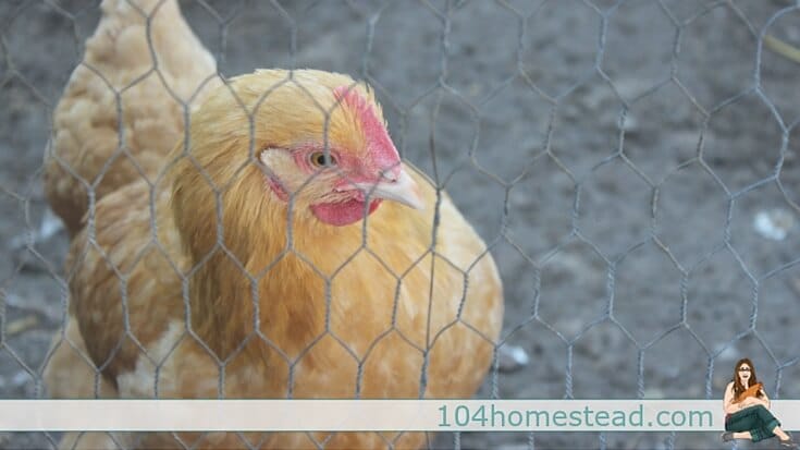 Started pullets are teenage female chickens. Since chickens begin laying at around 6 months of age, you have a much shorter wait before you start getting eggs.