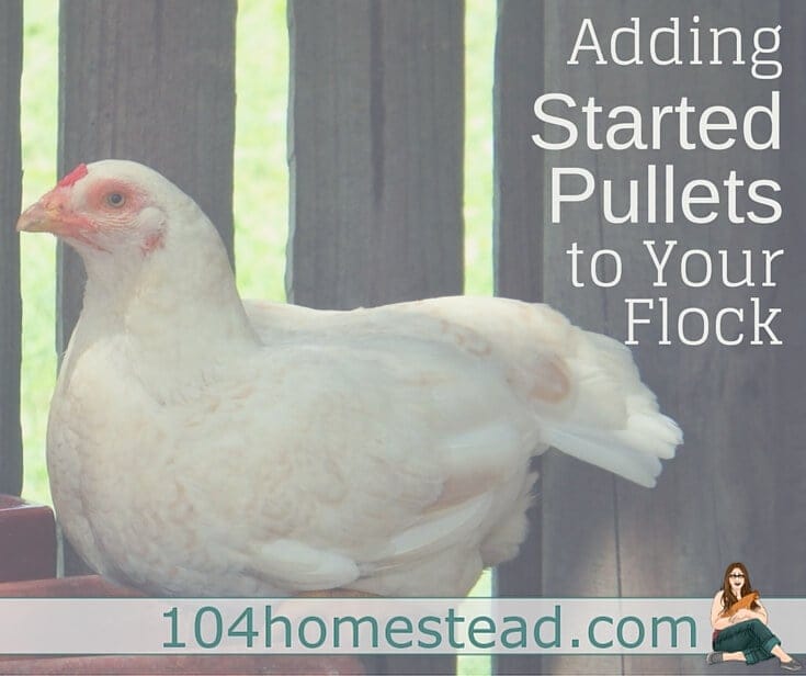 Started pullets are teenage female chickens. Since chickens begin laying at around 6 months of age, you have a much shorter wait before you start getting eggs.