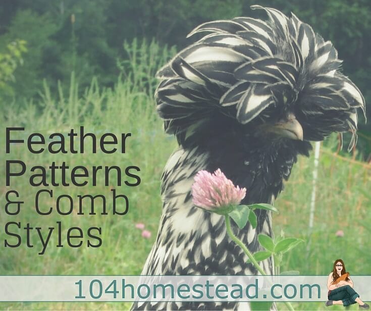 Chickens come in all shapes, sizes, and colors. Learn to identify breeds by their comb and feather patterns. You'll be a chicken expert in no time at all.