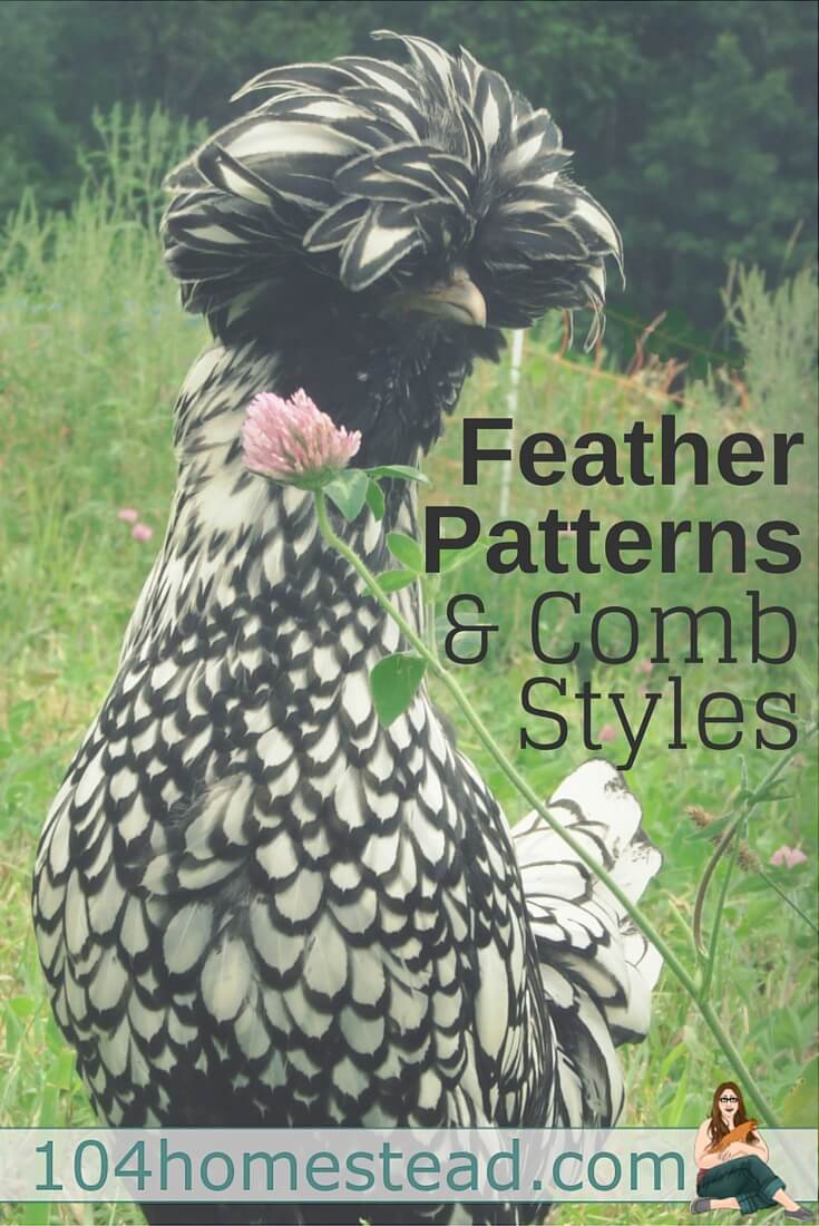 Chickens come in all shapes, sizes, and colors. Learn to identify breeds by their comb and feather patterns. You'll be a chicken expert in no time at all.