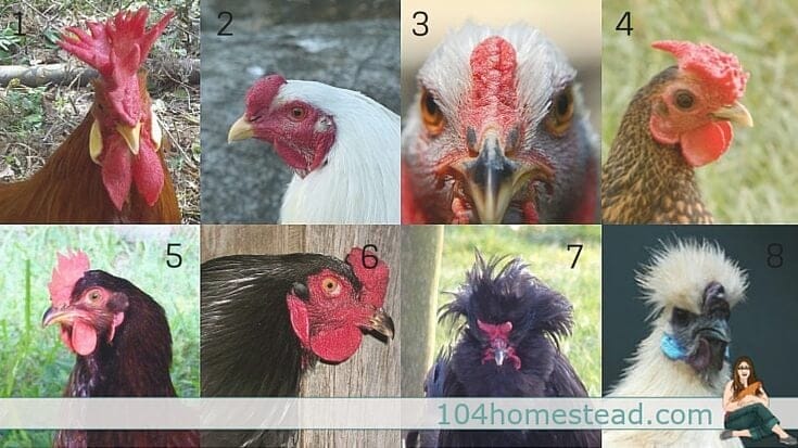 Chickens come in all shapes, sizes, and colors. Learn to identify breeds by their comb and feather patterns. You'll be a chicken expert in no time at all.