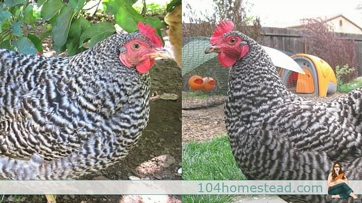 Left: Dominique with a rose comb. Right: Barred Plymouth Rock with a single comb.