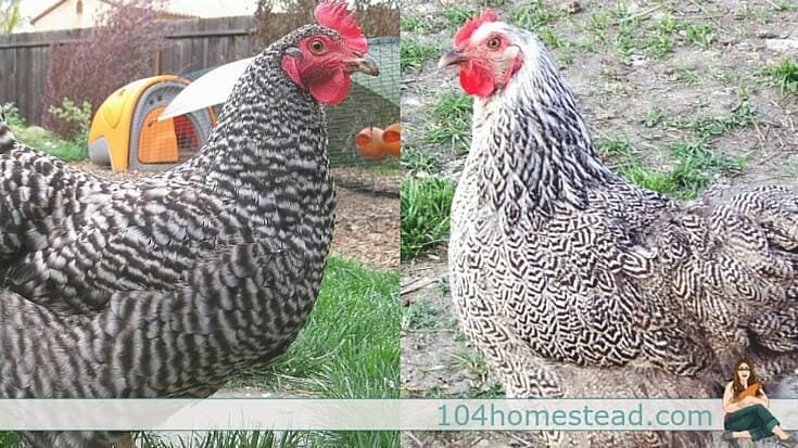 Both of these chickens are Plymouth Rocks. The one on the left is barred and the one on the right is penciled.