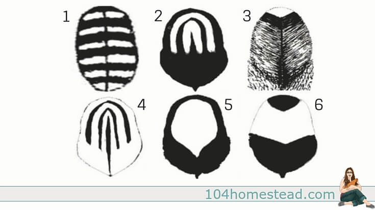 Chickens come in all shapes, sizes, and colors. Learn to identify breeds by their comb and feather patterns. You'll be a chicken expert in no time at all.