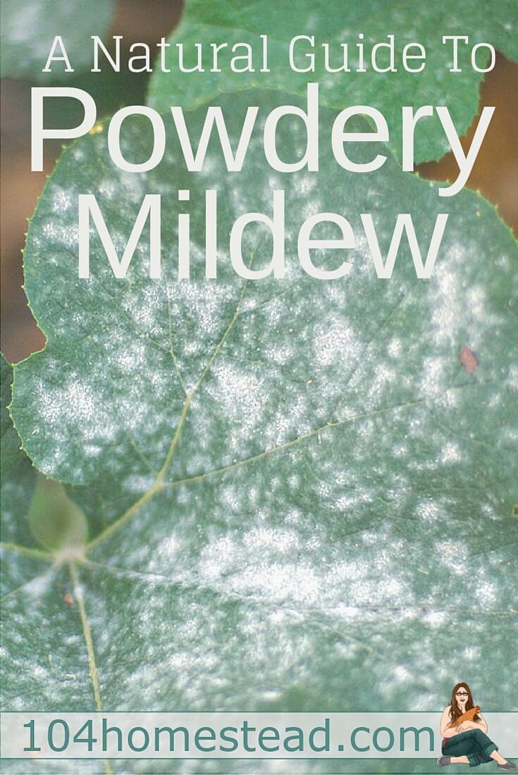 Powdery mildew is one of the most common garden problems and it affects gardeners from coast to coast. Enjoy these natural powdery mildew treatments.