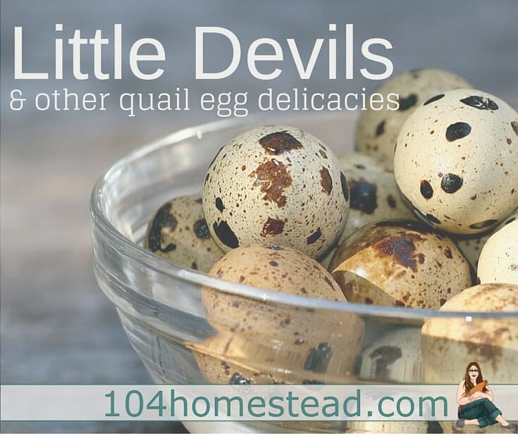 Discover how to make "Little Devil" deviled quail eggs as well as other recipes made just for these tiny eggs. The rich flavors will have you begging for more.