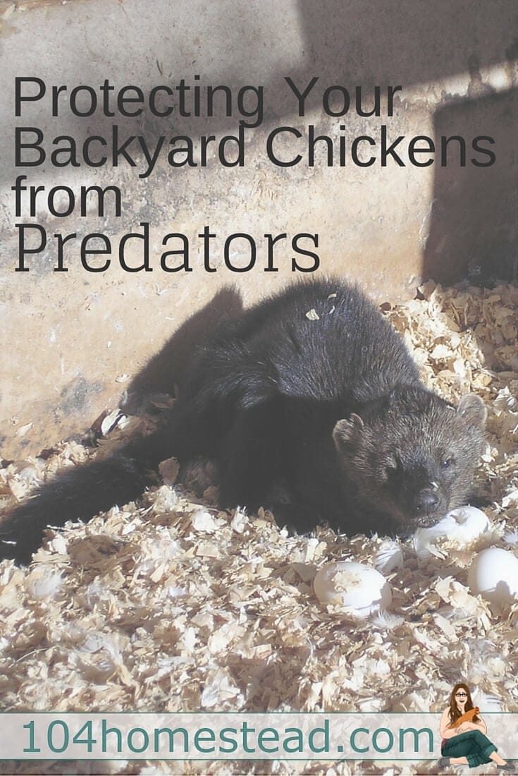 Depending on where you live, any number of these predators may pose a problem for your flock. However, there are a number of ways to protect your chickens from the creatures.
