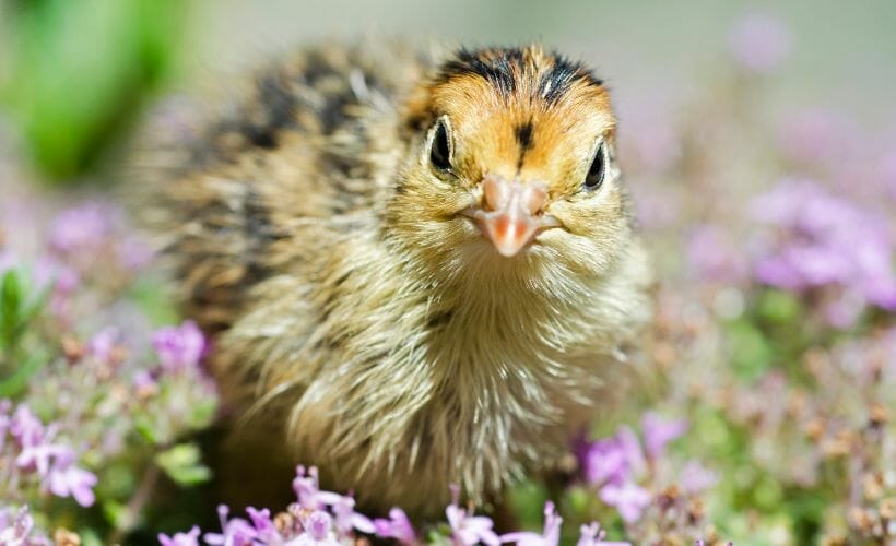 A quirky quail chick looking at the camera.