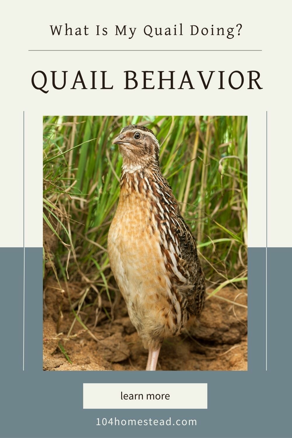 A pinterest-friendly graphic on quail behavior.