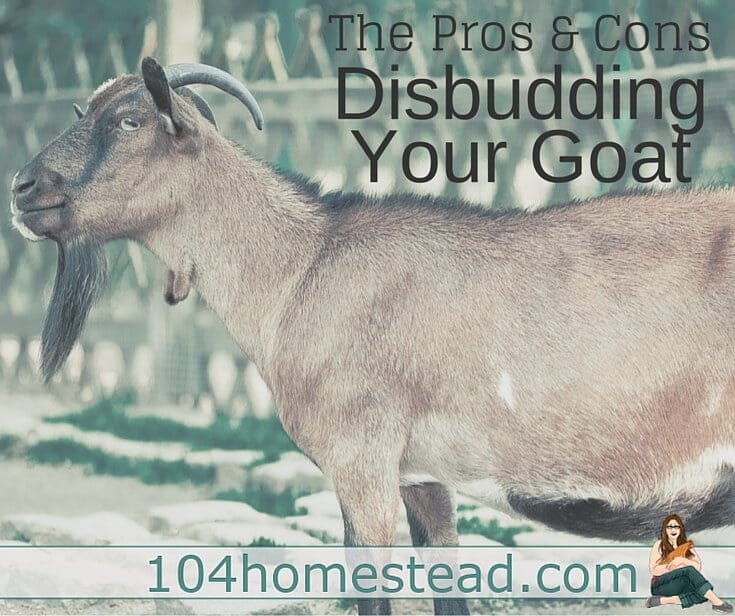 Disbudding, the procedure of burning off the horns, is unpleasant. Every time we disbudded our goat kids we would ask ourselves, Is this necessary?