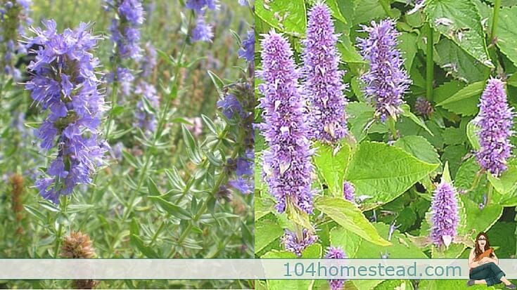 Hyssop (Hyssopus officinalis) is a member of the mint family and you'll want to make room for it in your herb garden this year.