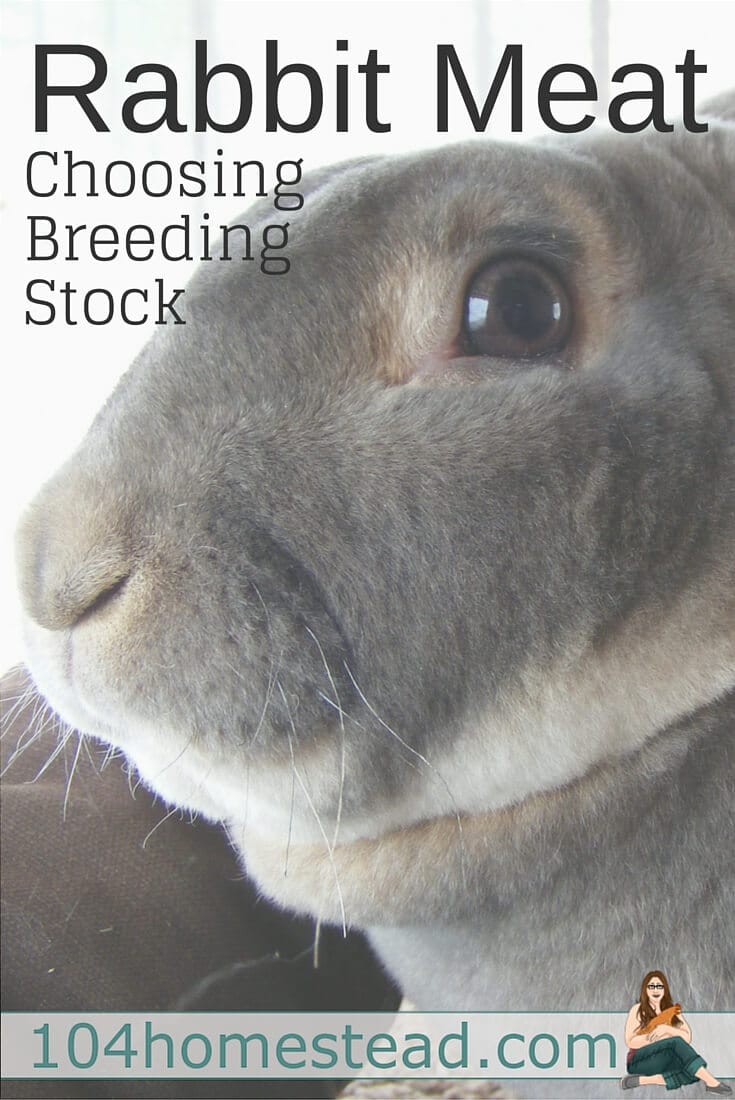 Any rabbit can be eaten, no matter how cute, hairy or small but some are a lot more practical for producing meat. Learn how to choose good breeding stock.