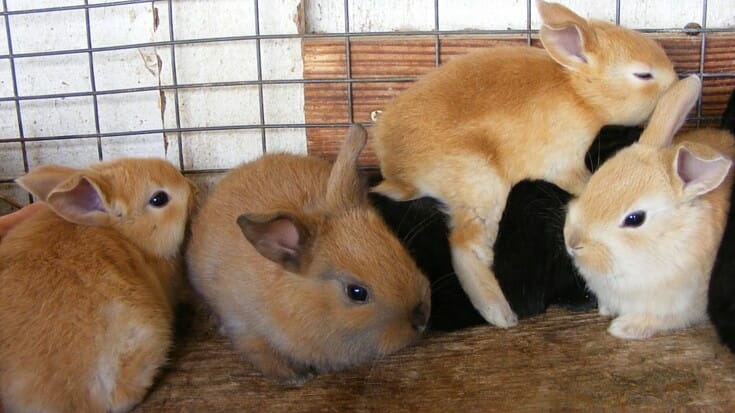 Any rabbit can be eaten, no matter how cute, hairy or small but some are a lot more practical for producing meat. Learn how to choose good breeding stock.
