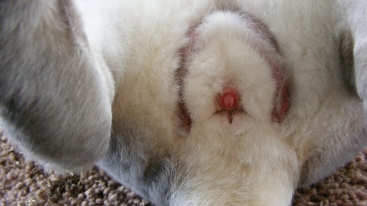 Any rabbit can be eaten, no matter how cute, hairy or small but some are a lot more practical for producing meat. Learn how to choose good breeding stock.
