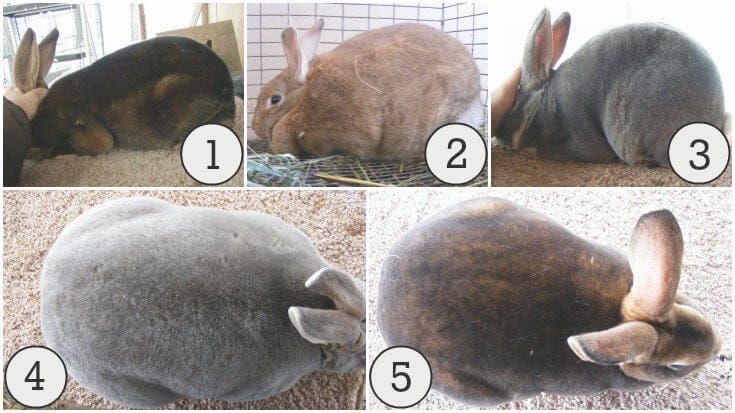 Any rabbit can be eaten, no matter how cute, hairy or small but some are a lot more practical for producing meat. Learn how to choose good breeding stock.