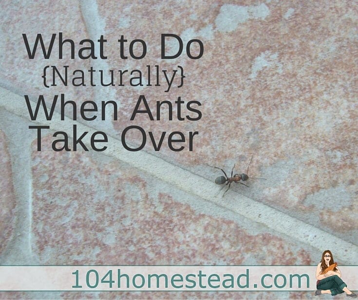 Get Rid of Ants Naturally With These Tips