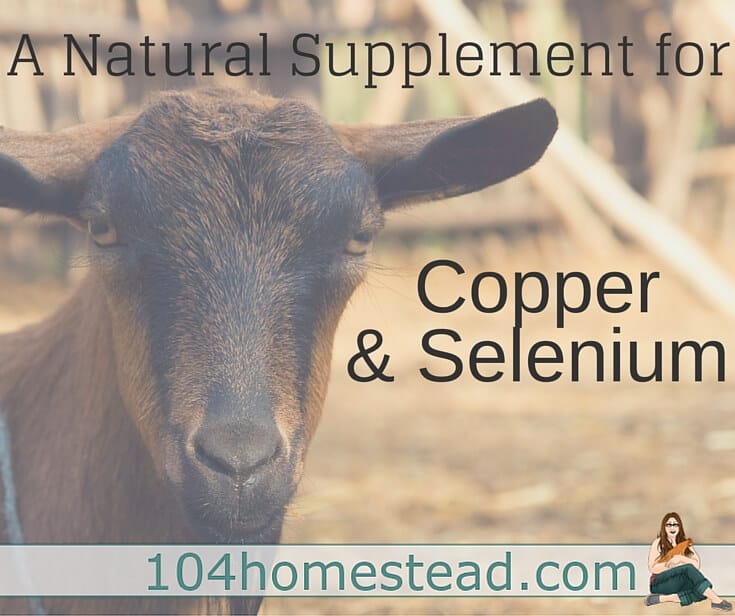 A inject-able selenium supplement and copper boluses are available, but some goats have died from toxicity. Mineral Mojo is a safer natural option.