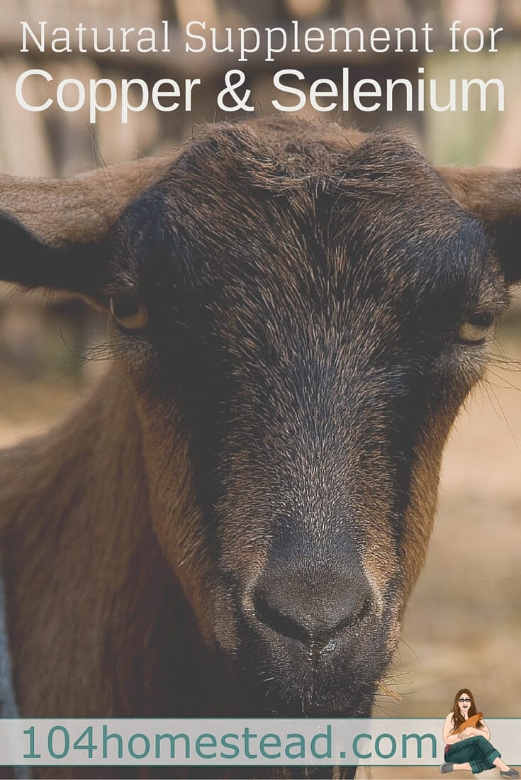 A inject-able selenium supplement and copper boluses are available, but some goats have died from toxicity. Mineral Mojo is a safer natural option.