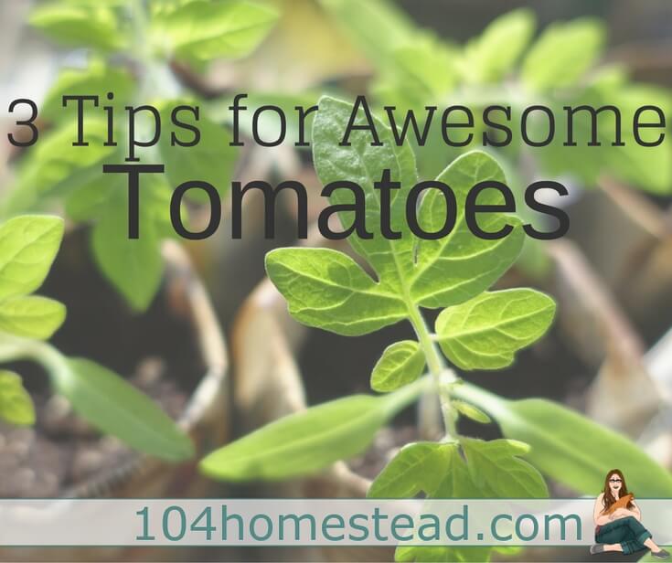 The 3 Secrets to Growing Beautiful Tomatoes