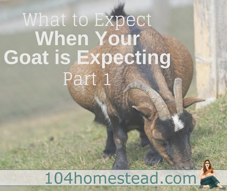 What you're going to be looking for/dealing with throughout the breeding and goat gestation process. Plus, a free Nigerian Dwarf kidding calculator.