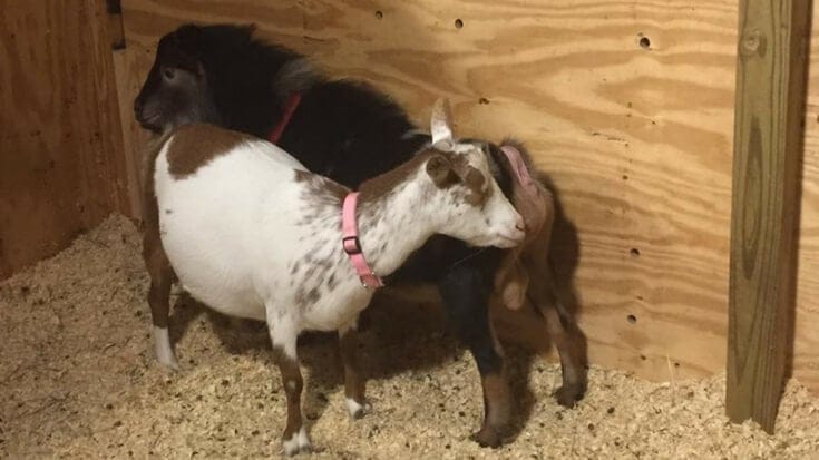 What you're going to be looking for/dealing with throughout the breeding and goat gestation process. Plus, a free Nigerian Dwarf kidding calculator.