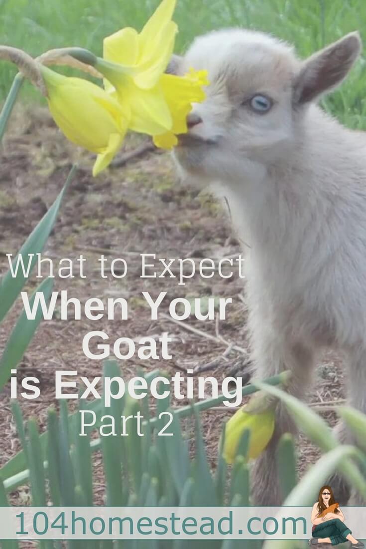 If this is your first time going through the process of breeding and kidding with your goats, this guide will take you from start to finish.