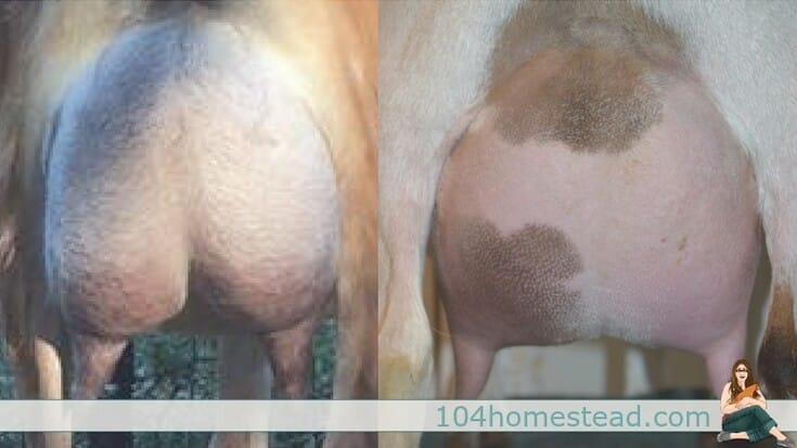 It's not easy, but I'm here to tell you, it's not hard either. You just have to figure out which of the 100s of ways to milk a goat works best for you.