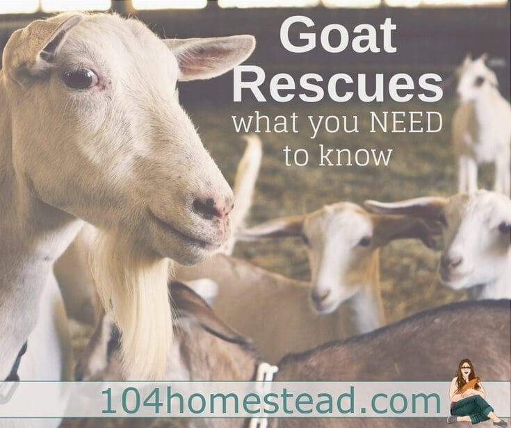Goat Rescues: What you really need to know
