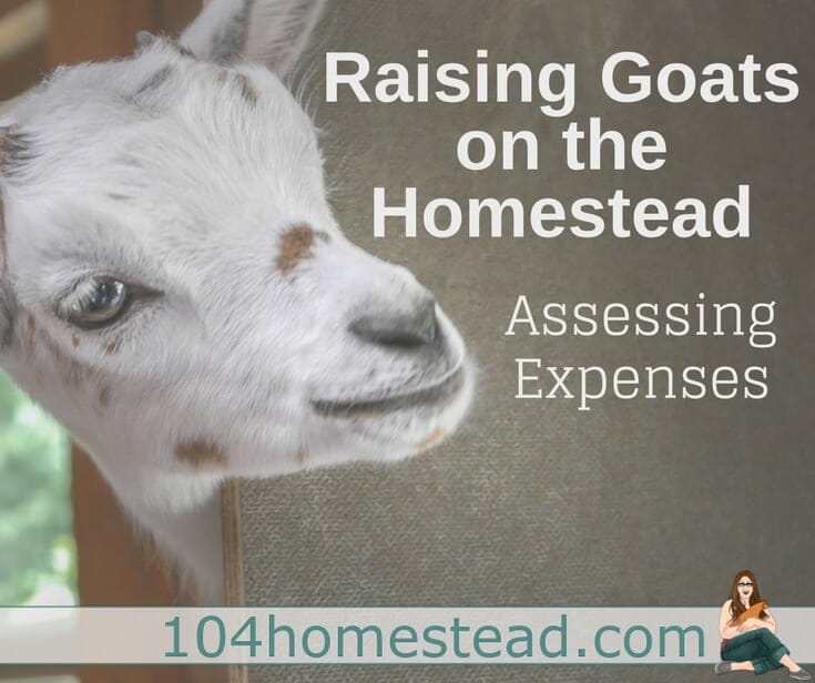 Raising Goats on the Homestead – Assessing Expenses
