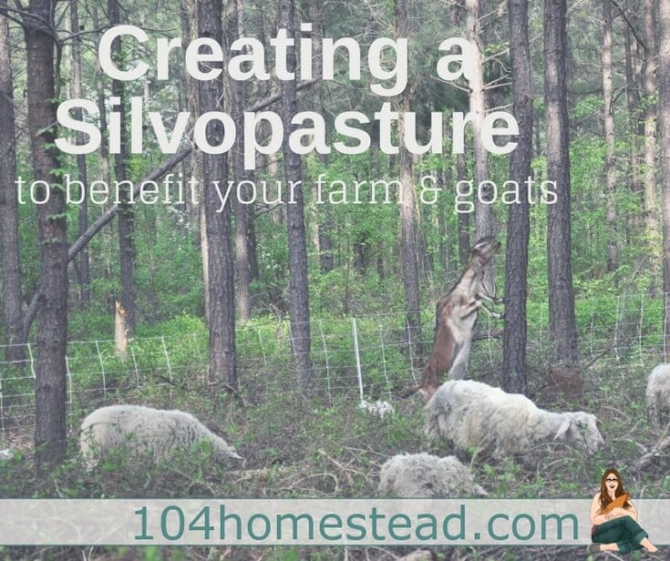 Creating a Silvopasture to Benefit Your Farm & Goats