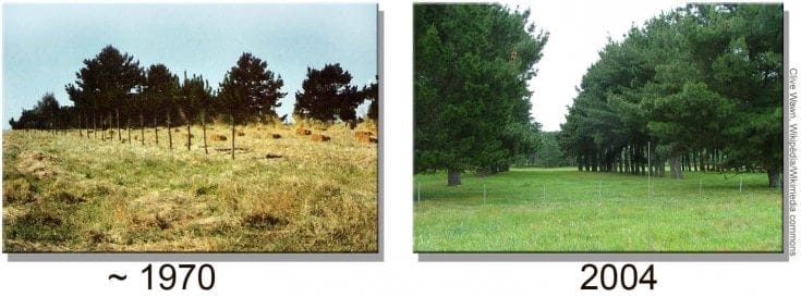 We are looking to expand our homestead by purchasing a gorgeous farm that has everything (except pasture). That's fine for the goats I already have, but it simply doesn't work for my dreams of fiber sheep and a guard llama. With a technique called silvopature, I might just be able to make this work.
